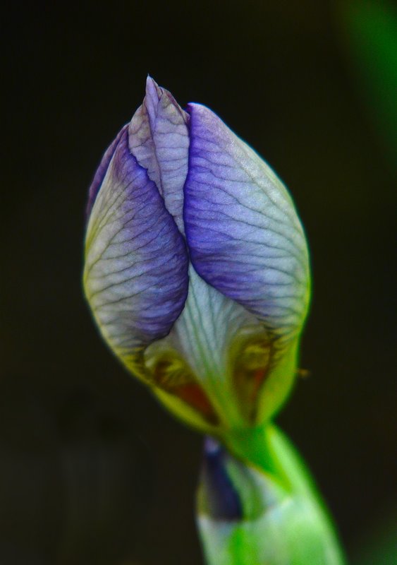 iris beginning to emerge - Half and half iris - Techno-Impressionist Museum - Techno-Impressionism - art - beautiful - photo photography picture - by Tony Karp