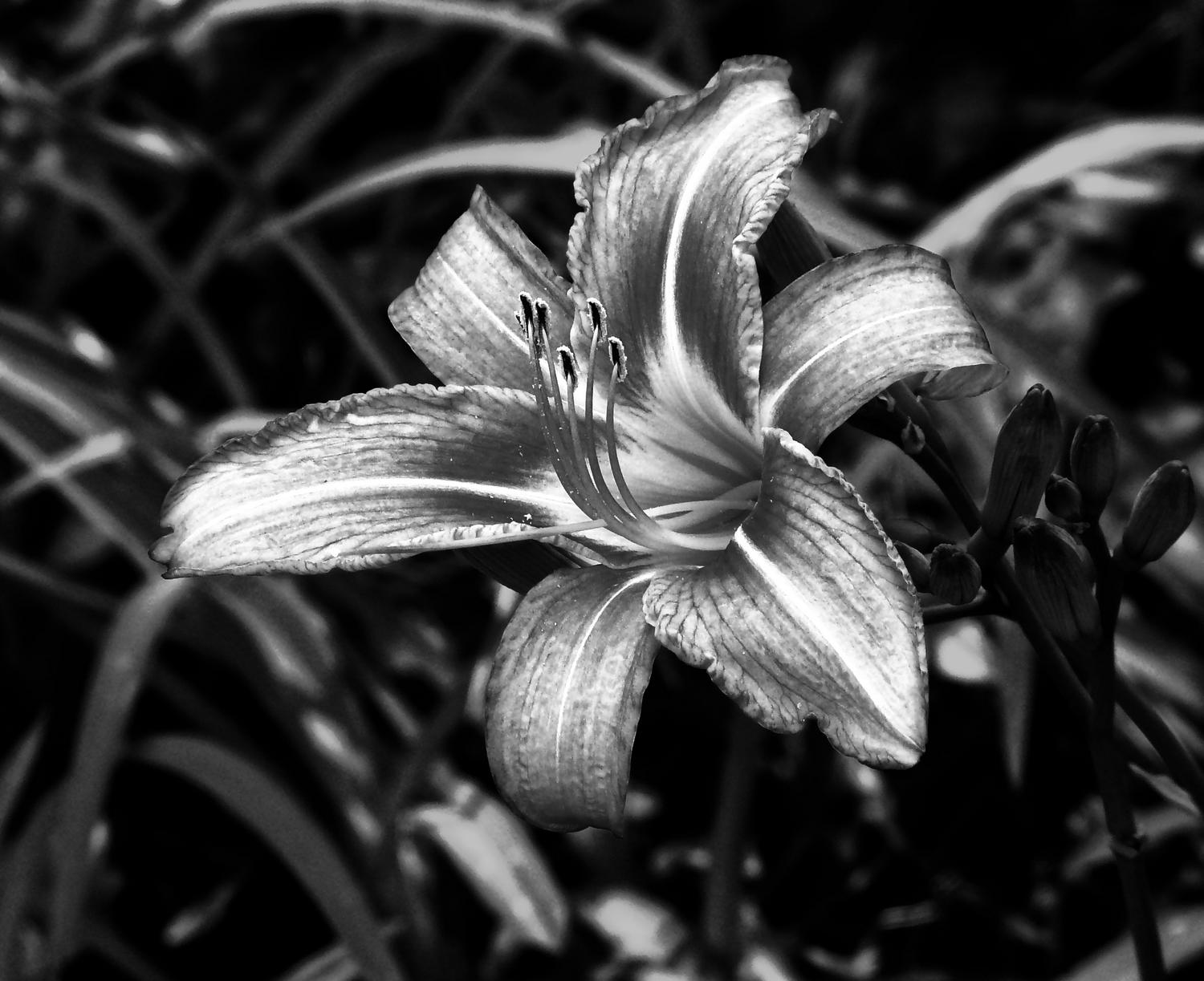 black and white lily flower looks like it's made of silver - Silver Lilly - Techno-Impressionist Museum - Techno-Impressionism - art - beautiful - photo photography picture - by Tony Karp