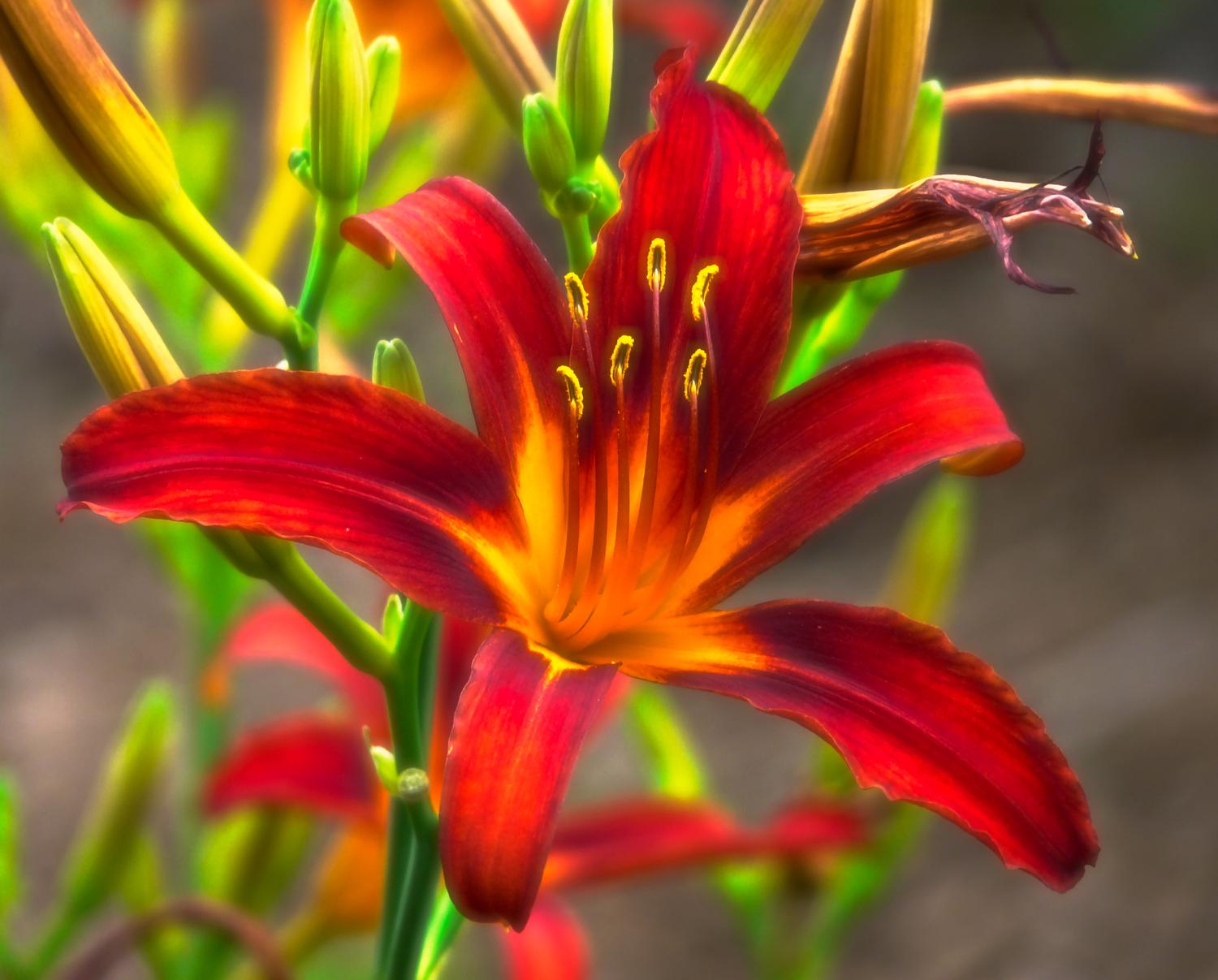 Red lilies the light seems to be inside the picture - Lit from within</Center><p></p> - Techno-Impressionist Museum - Techno-Impressionism - art - beautiful - photo photography picture - by Tony Karp