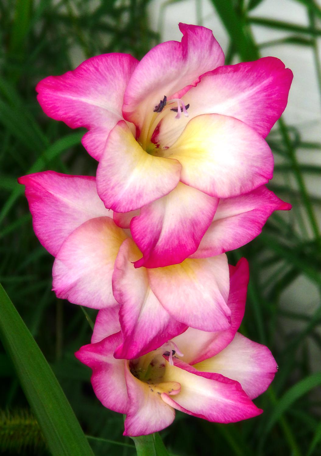 bright pink iris from our garden - <center>White and pink flowers - Techno-Impressionist Museum - Techno-Impressionism - art - beautiful - photo photography picture - by Tony Karp