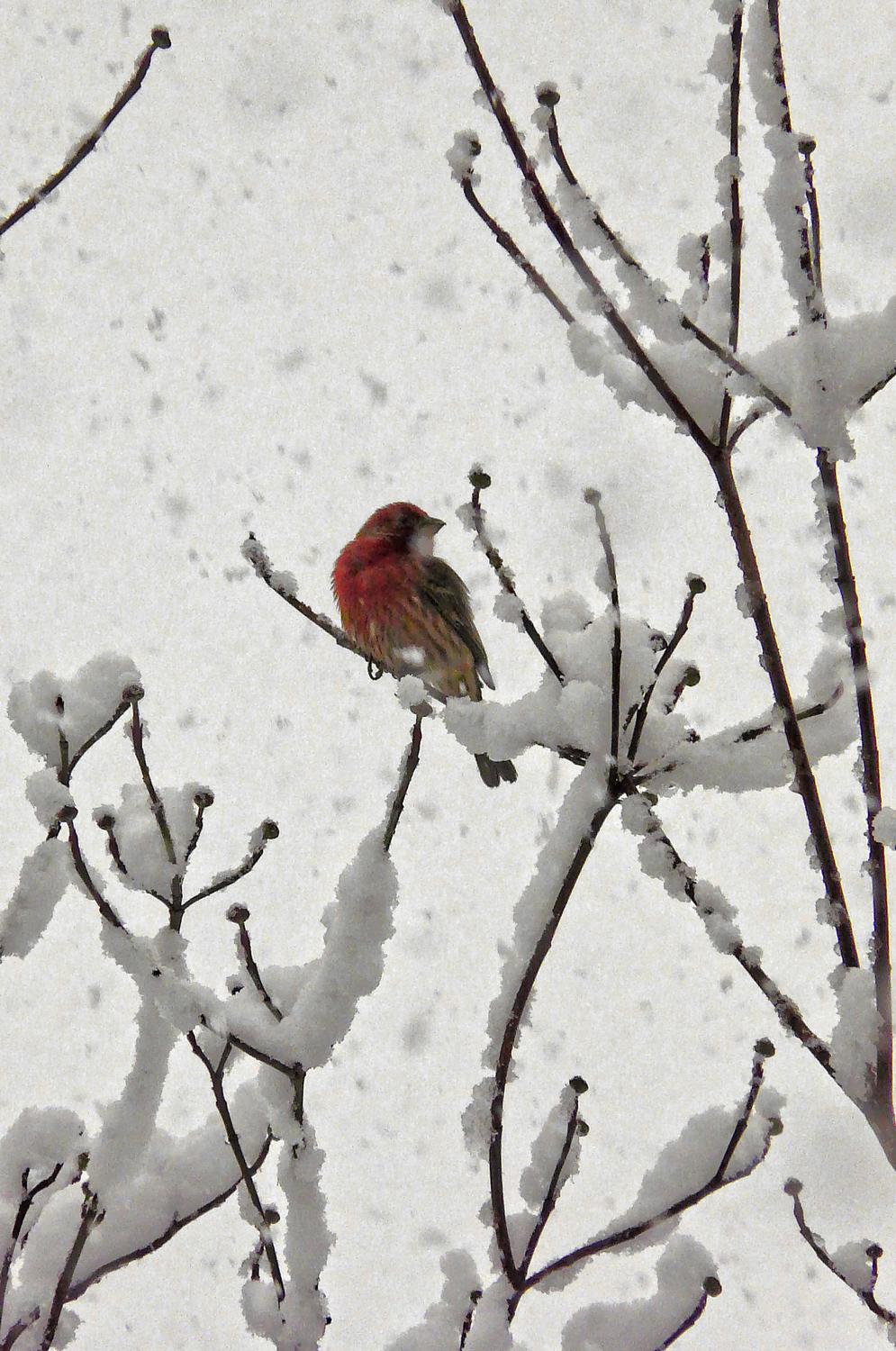Red cardinal in tree against the white snow - Little red bird in a snowy tree - Techno-Impressionist Museum - Techno-Impressionism - art - beautiful - photo photography picture - by Tony Karp