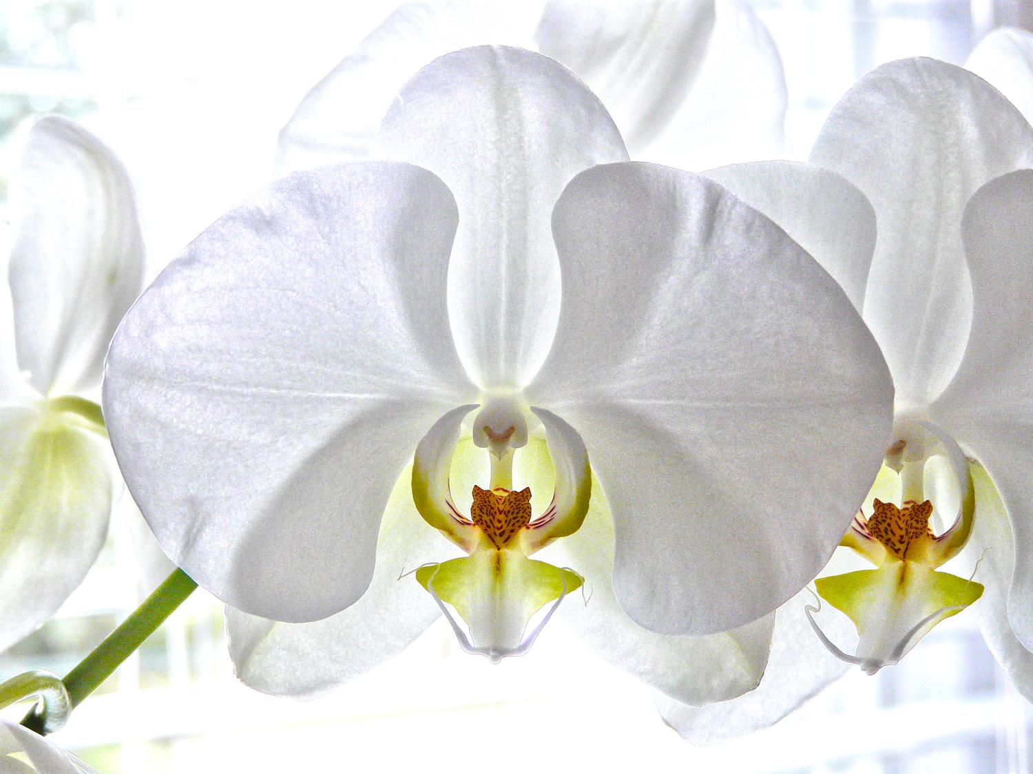 flower orchid art white backlit orchid for Cathy - An orchid, lit from behind. - Techno-Impressionist Museum - Techno-Impressionism - art - beautiful - photo photography picture - by Tony Karp