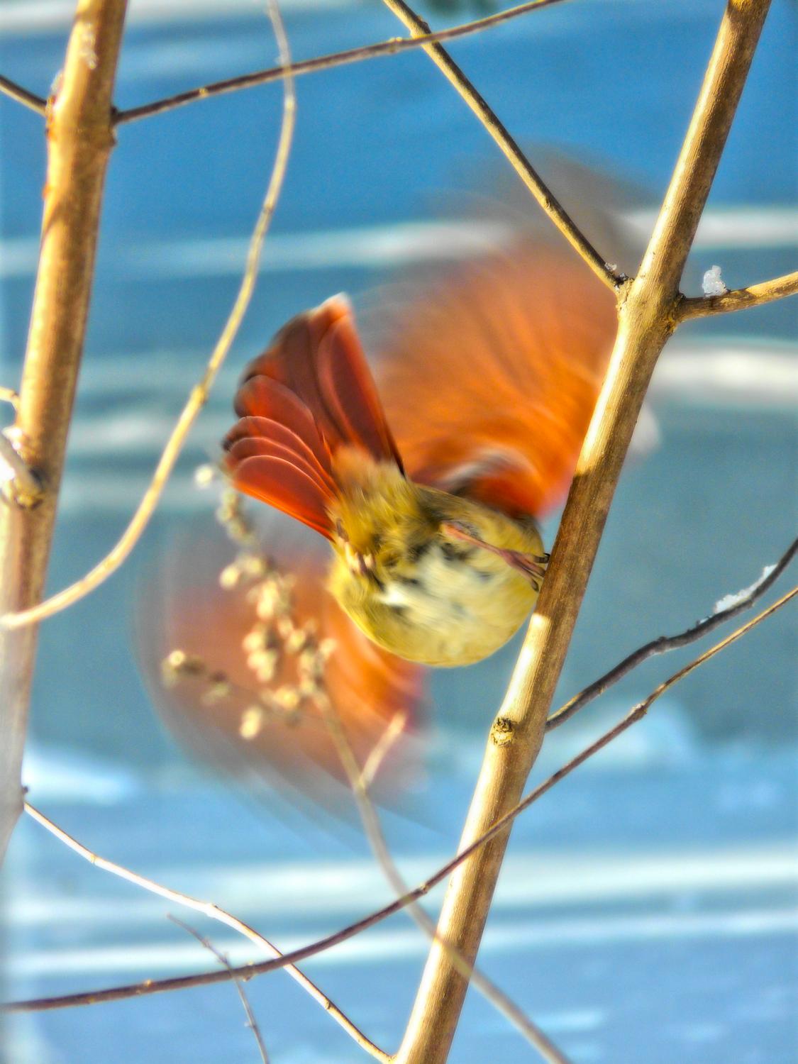 bird, taking her leave after a winter storm , snow February 2010 free to believe - Mrs. Cardinal taking her leave - Techno-Impressionist Museum - Techno-Impressionism - art - beautiful - photo photography picture - by Tony Karp