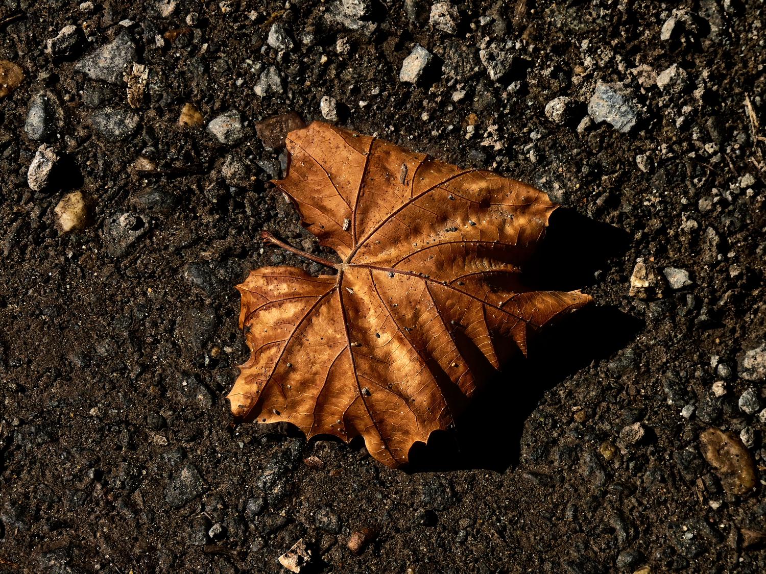 brown leaf on the gravel road - <center>Brown leaf on a dirt road - Techno-Impressionist Museum - Techno-Impressionism - art - beautiful - photo photography picture - by Tony Karp