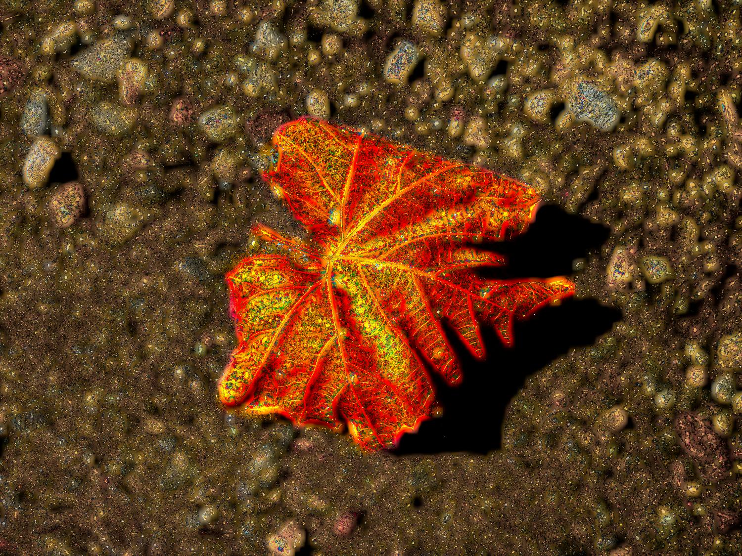 fall leaf with inner glow - Glowing leaf in the fall</Center><p></p> - Techno-Impressionist Museum - Techno-Impressionism - art - beautiful - photo photography picture - by Tony Karp