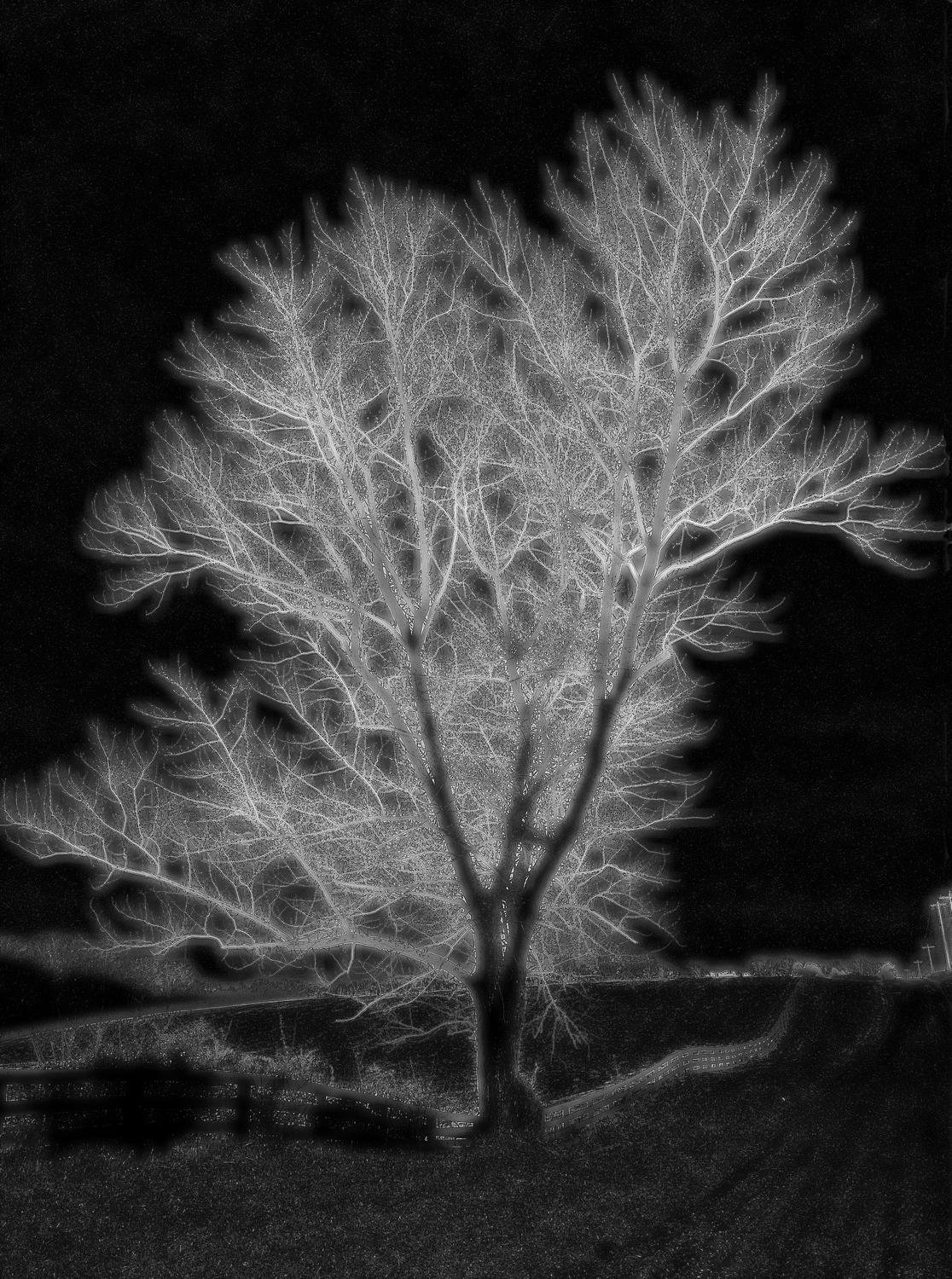 glowing tree on a dark background - Day is night - Techno-Impressionist Museum - Techno-Impressionism - art - beautiful - photo photography picture - by Tony Karp