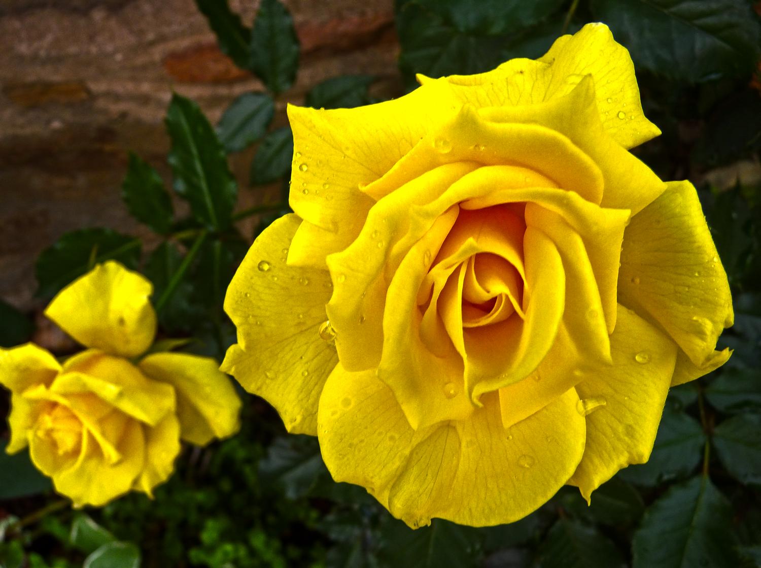 Two very yellow roses in the fall in Warrenton. One rose is big, one is small One is the grandfather the other the granddaughter - Grandfather and his granddaughter</Center><p></p> - Techno-Impressionist Museum - Techno-Impressionism - art - beautiful - photo photography picture - by Tony Karp