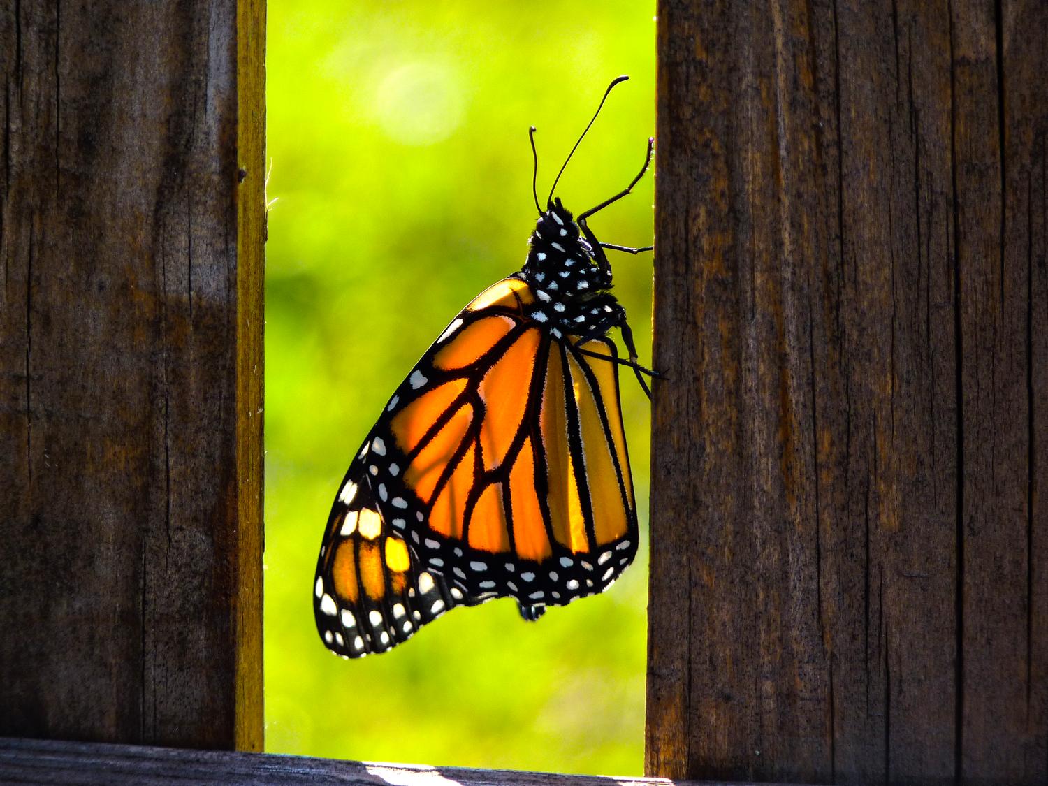Download free art book by Tony Karp, interactive pdf - Butterbook - Techno-Impressionist Museum - Techno-Impressionism - art - beautiful - photo photography picture - by Tony Karp