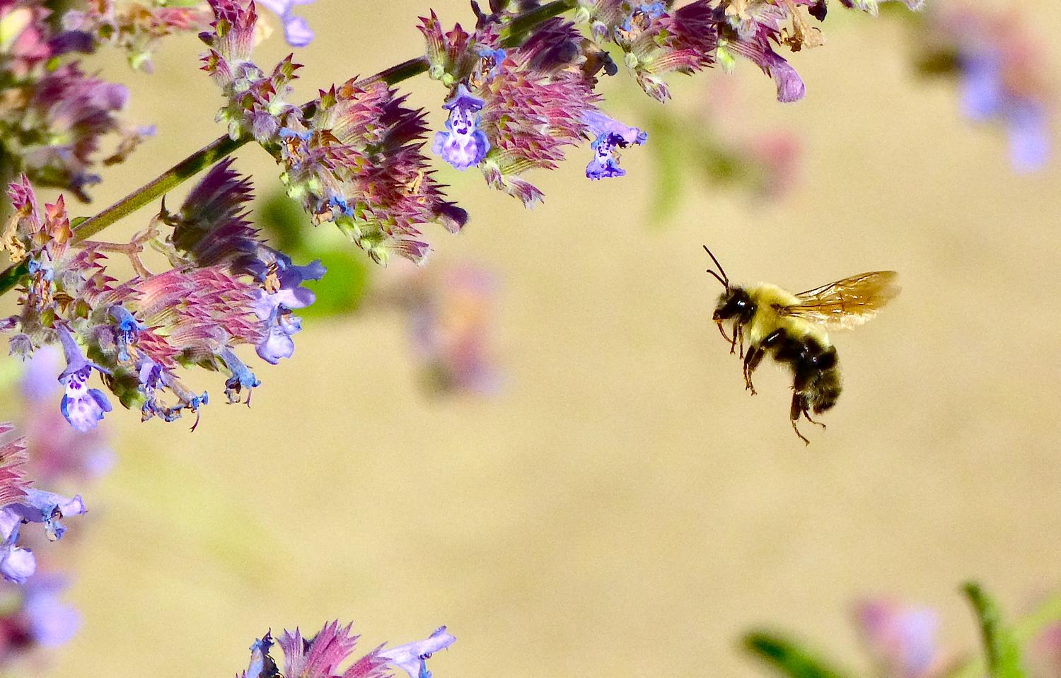  - Solitary Bee - Techno-Impressionist Museum - Techno-Impressionism - art - beautiful - photo photography picture - by Tony Karp