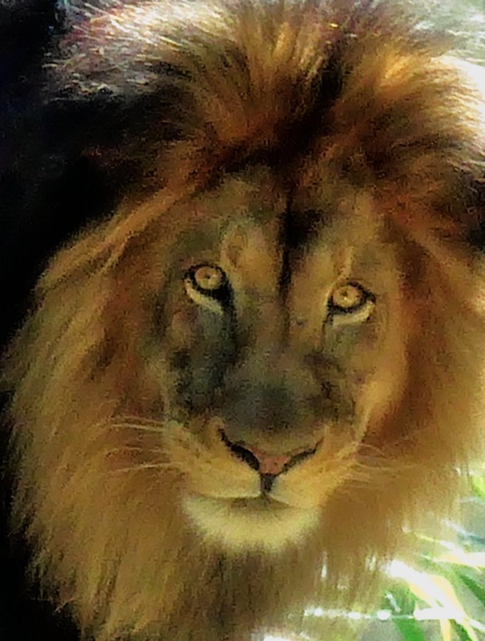  - At the Smithsonian's National Zoo. Who you gonna believe, me or those lion eyes</Center> - Techno-Impressionist Museum - Techno-Impressionism - art - beautiful - photo photography picture - by Tony Karp