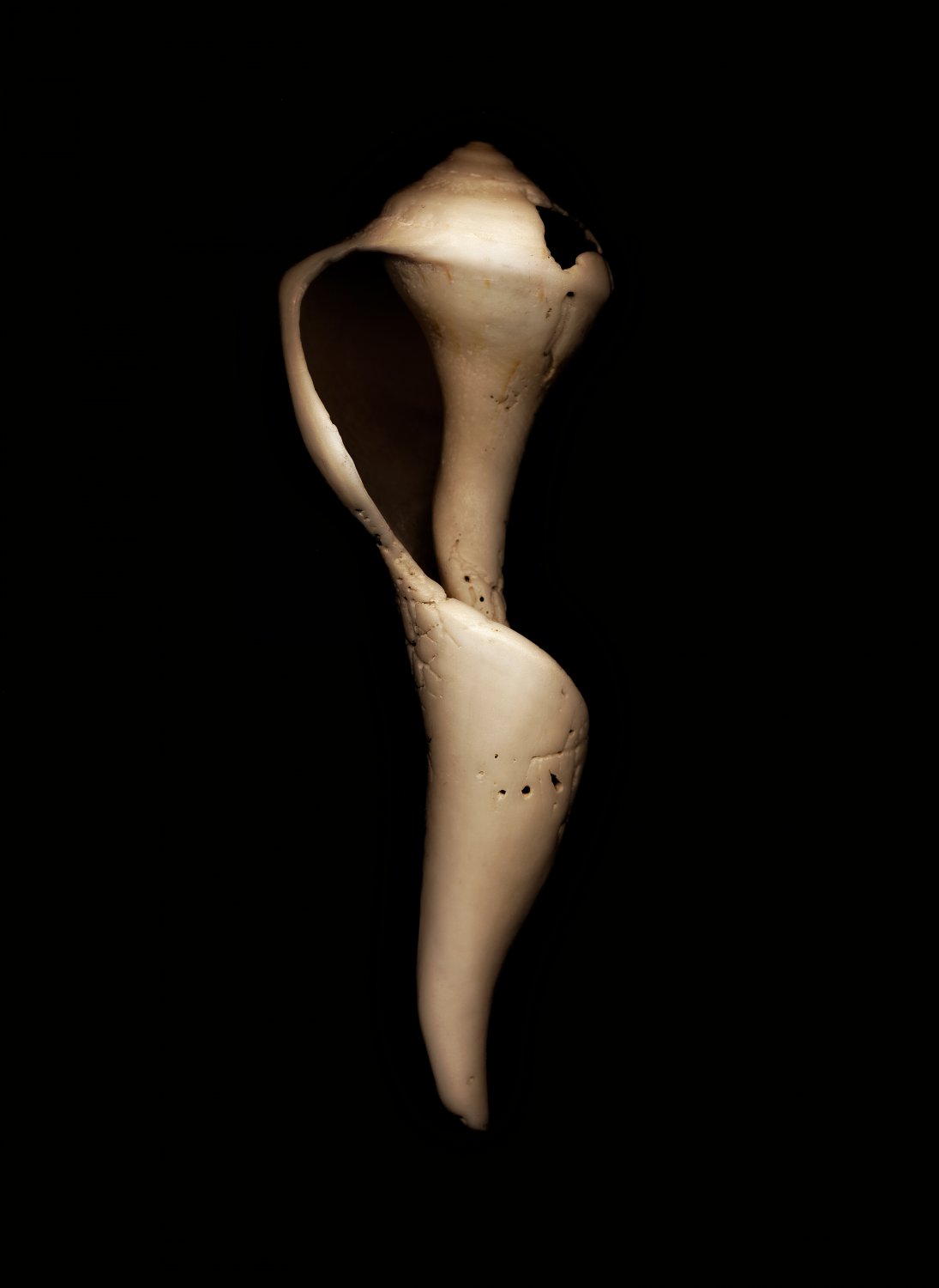 a broken shell created by placing the object on the scanner. - Broken shell #2 - Exhibit at the Haymarket Town Hall - Techno-Impressionist Museum - Techno-Impressionism - art - beautiful - photo photography picture - by Tony Karp