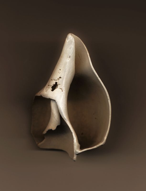 Broken shell in shades or brown - Broken shell #1 - Exhibit at the Haymarket Town Hall - Techno-Impressionist Museum - Techno-Impressionism - art - beautiful - photo photography picture - by Tony Karp