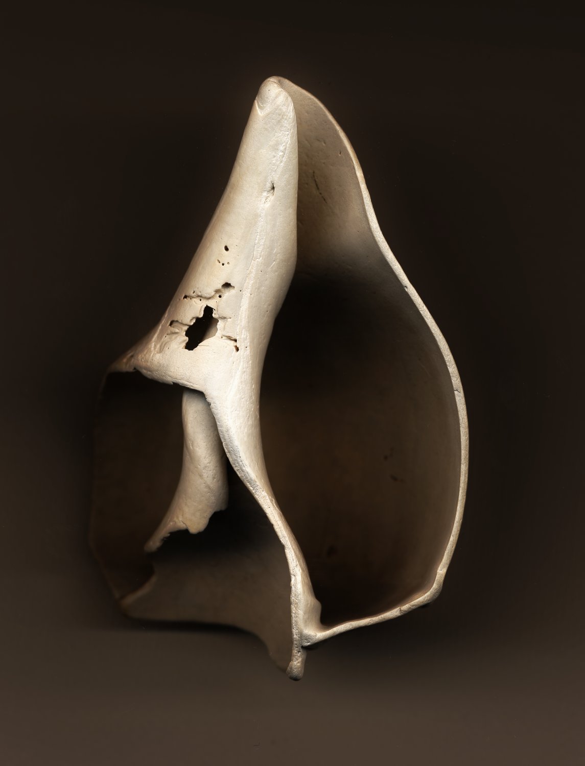 broken sea shell image produced by placing the broken shell on a scanner - <center>Broken Shell - Techno-Impressionist Museum - Techno-Impressionism - art - beautiful - photo photography picture - by Tony Karp
