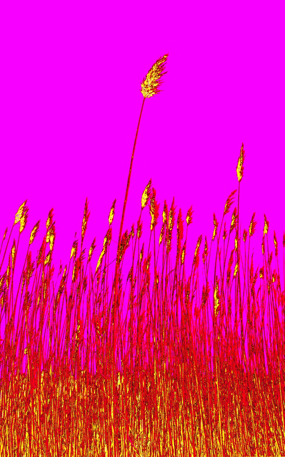 Reeds at Cap May hues of pink red yellow - Happy Mother's Day - Techno-Impressionist Museum - Techno-Impressionism - art - beautiful - photo photography picture - by Tony Karp